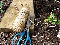 Tips for staking and tying tomatoes - Caging and stringing up tomatoes - Vertical string method of supporting tomato plants