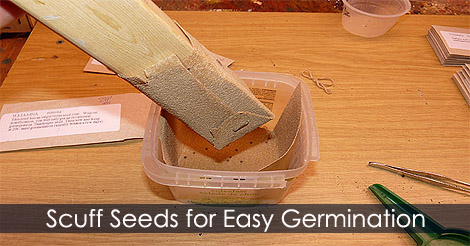 Seed Scarification - Seed Scarification Seed Stratification & Seed Soaking. Rubbing seeds to encourage germination