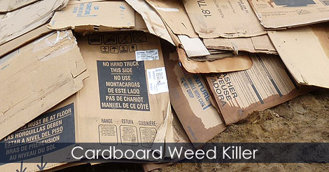 Sheet Mulching - Put an End to Weeds in the Garden with a Sheet of Cardboard