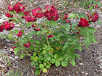 How to plant a garden bed - Tips for Designing Perennial Beds and Borders