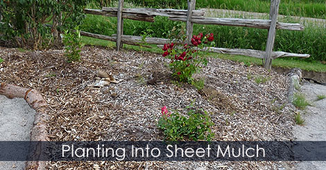 Sheet Mulching - Planting after sheet mulching - Planting into sheet mulch
