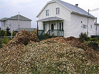 Where to buy ramial wood chips - Wood chips for garden