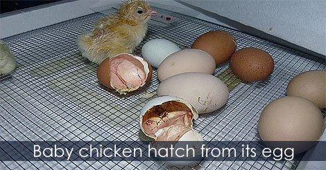 Watch a baby chicken hatch from its egg - Eggs getting ready to hatch - Incubating Eggs for Raising Baby Chicks