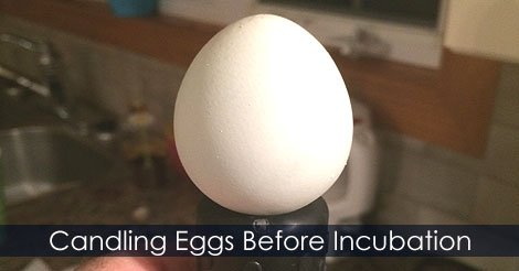 Candling chicken eggs before incubation - How to incubate and hatch eggs - Using an egg candler