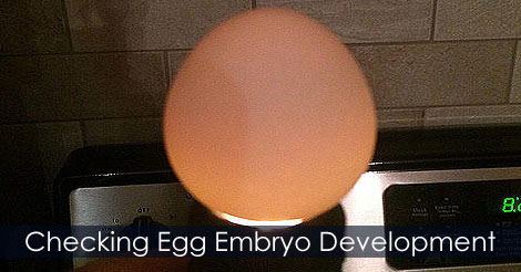 Checking egg embryo developement - Pictures of chicken egg developement - Candling eggs - Candling Eggs to Assess Fertility and Embryo Development