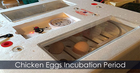 Chicken eggs incubation time - Chicken eggs incubation period - How long to hatch chicken eggs in an incubator