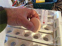 Automatic egg turner - Chicken Incubator to hatch eggs - How to manually turn the eggs in your incubator