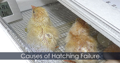 Hatching Chicken eggs - Egg failure to hatch - Diagnosing incubation problems - Chicken eggs Incubation Troubleshooting - When incubation of eggs fails