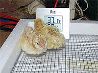 Incubation chart for hatching eggs - hatching chicken eggs chart