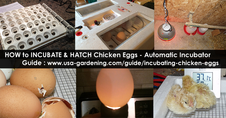 How to Incubate and Hatch chicken Eggs