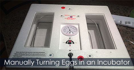 Manually turning eggs - Positioning eggs in incubator - Egg Turning Tips - How To Position Eggs In An Incubator