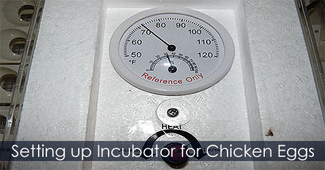 how to control temperature and humidity in a incubator - Setting Up Your Incubator For A Successful Hatch - Temperature And Humidity Controller For Incubator