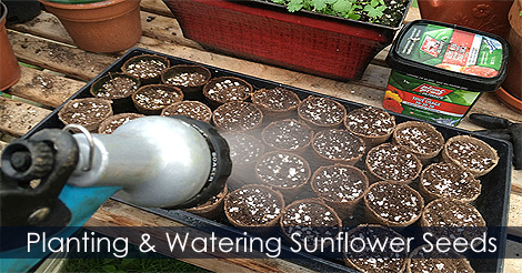 Watering sunflower seeds