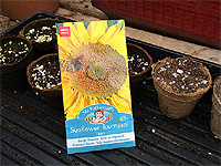 Buy sunflower seeds