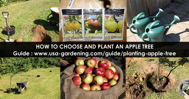 Plant apple trees