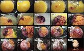 Chicken embryo development - Chicken egg developement - Chicken embryo pictures