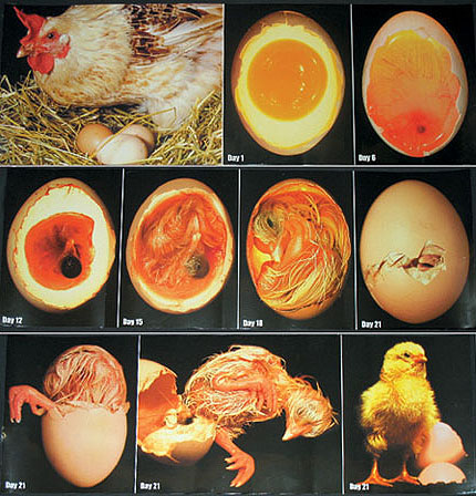 Incubation and hatching - Egg embryo development - How to hatch chicken eggs with an incubator