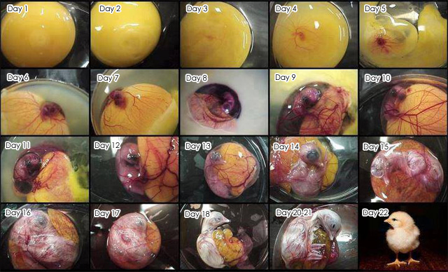 Chicken embryo developement - Day to day chicken egg developement - Chicken hatching