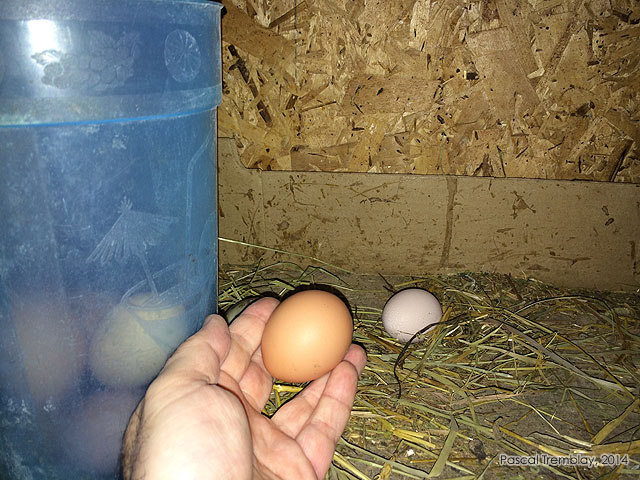 How to collect chicken eggs before incubating - Collecting and storing chicken eggs - Cleaning Chicken Eggs