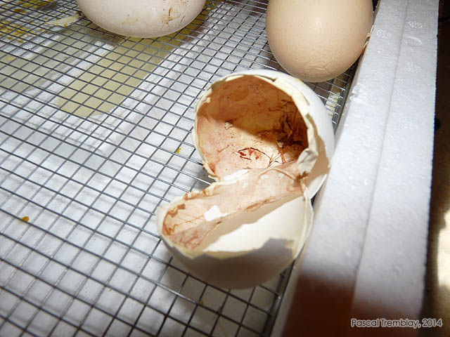 Incubating Chicken eggs - Hatching Chicken Eggs - Chick have hatched