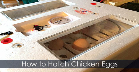 How to hatch chicken eggs - Automatic incubator guide
