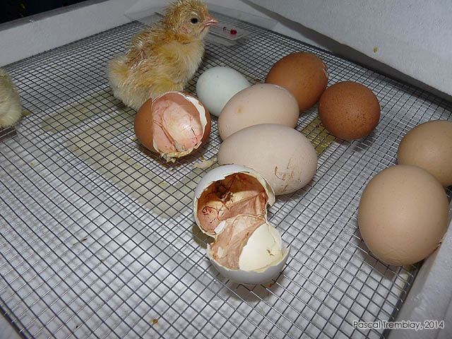 Chicken chicks - Baby chicks in incubator - Automatic incubator - Maintain the incubator temperature