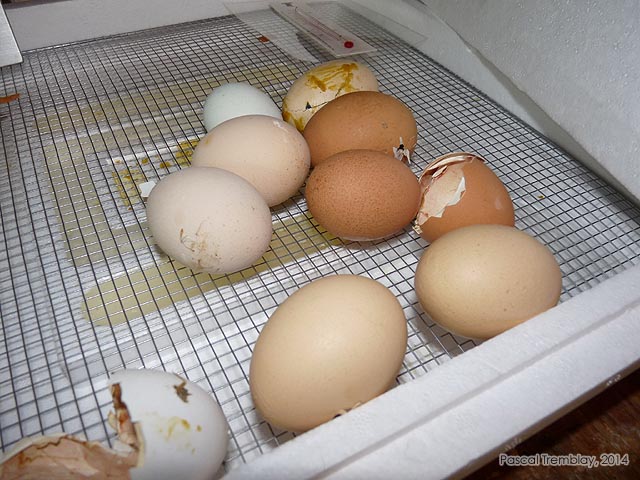 Hatched Chicken Eggs - Forced air incubator - Incubate eggs