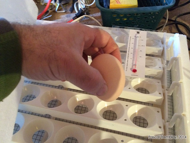 Setting and turning eggs - Egg turner trays - Manuel egg turning - Incubation chicken eggs