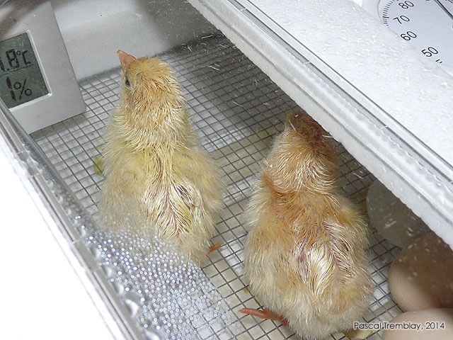 Chicken eggs hatching in automatic incubator - Yellow chicken chicks - Newborn chicks - Baby chicks