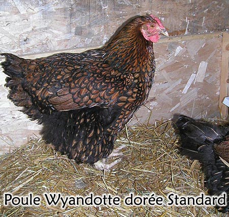 Standard Golden Wyandotte - Hen pictures - Plan to build Chicken house