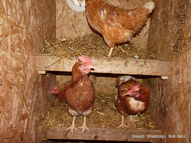 Insulated Backyard Poultry house - Insulated Backyard Poultry coop - Insulated Backyard Hen house