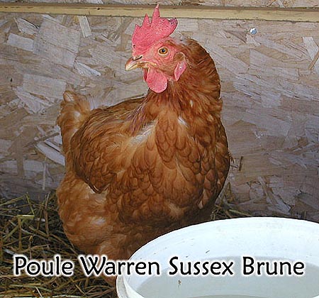 Brown Warren Sussex - Free Plan to build Poultry house - Hens pictures