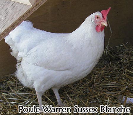 White Warren Sussex - Plan to build Hen coops - Chicken breeds