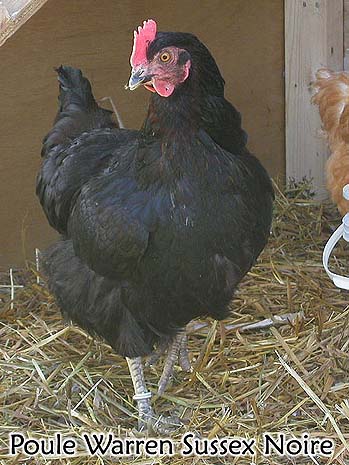 Black Warren Sussex Pictures - The chicken coop Plan - Guide to build hen house at home
