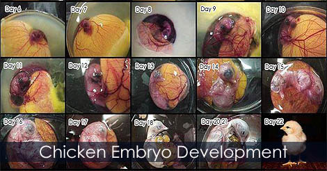 Chicken embryo development - Hatching chicken eggs