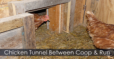 How to build a chicken tunnel