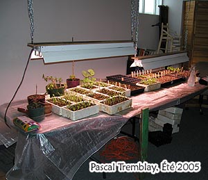 Build Indoor grow Table - start seeds indoors - growing seedlings