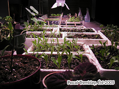 Indoors Grow table - How to sow seeds indoors