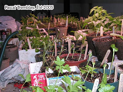 Growing table - Cheap Growing Table - transplanting seedlings - peat pots - growing in pots