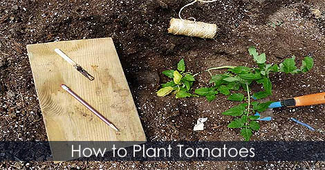 How to plant tomatoes - Growing tomatoes