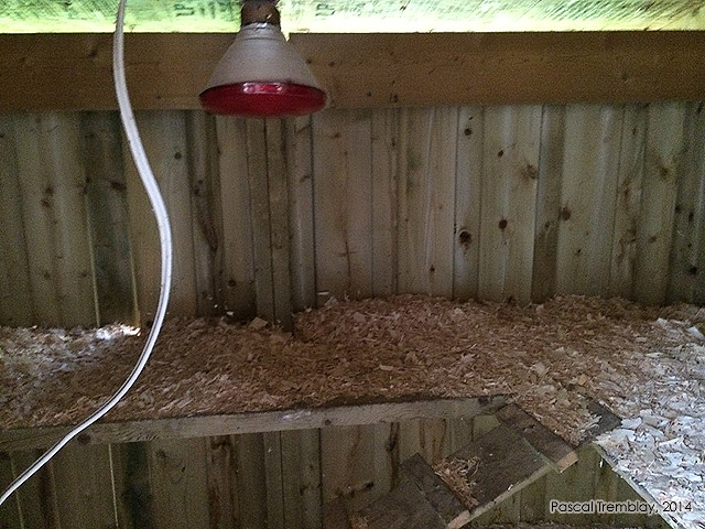 Nest boxes for egg-laying - Chicken coop layout - Backyard chicken keeping - Heat lamps for hen coop