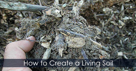 How to create a living soil - Build soil structure - What's ramial chipped wood
