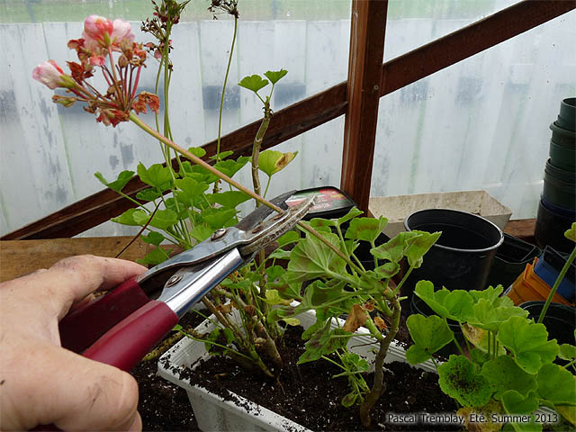 How To Prune Geranium Plants - How to Trim Geraniums - How to keep geraniums over winter