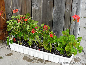 Growing Geraniums - How to winterize geraniums - Saving geraniums over winter