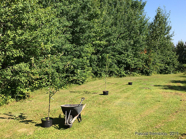 Fruit tree spacing and planting distances