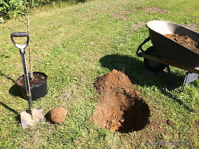 How to dig a planting hole