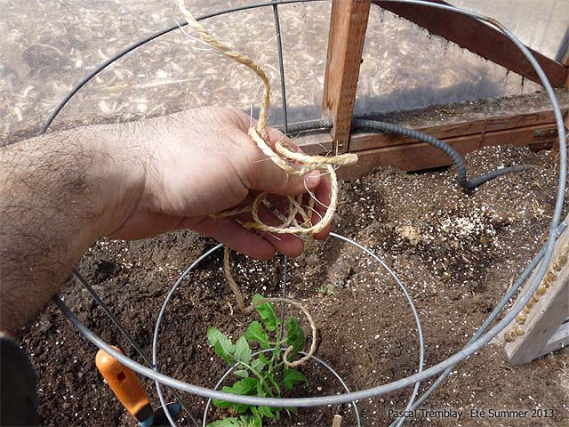 Vertical string method of supporting tomato plants - DIY Growing tomatoes