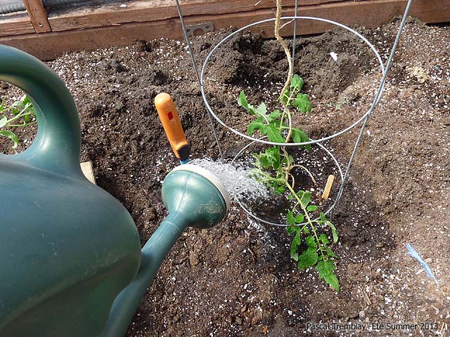 Planting growing harvesting tomato plants - Planting Tomatoes