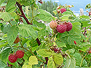 Fruit shrubs list