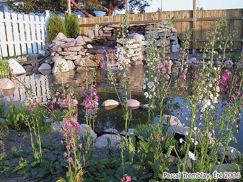 Pond Aquatic Plant - Garden Pond - Pond building Plan guide for home gardener - Mullein